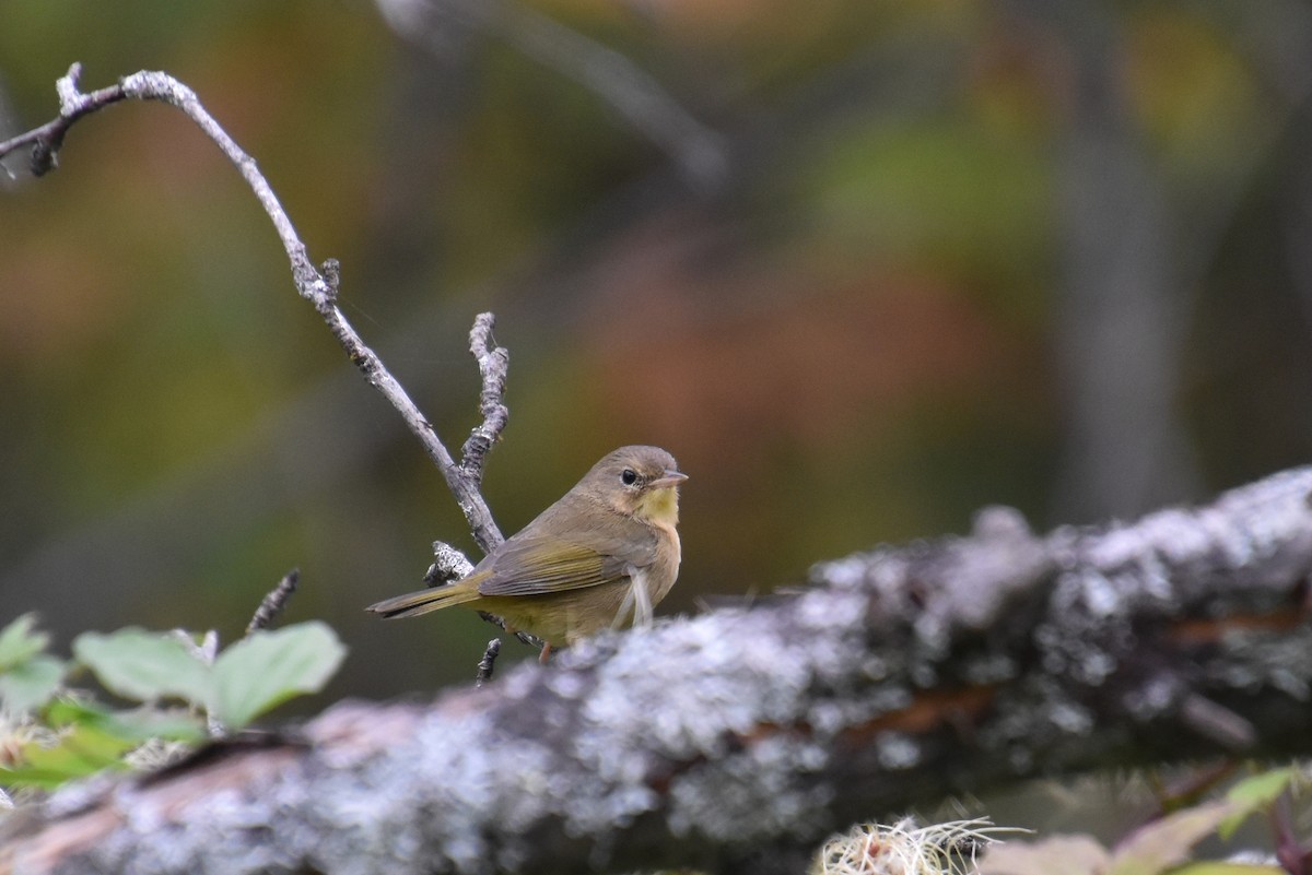 Common Yellowthroat - ML623999916