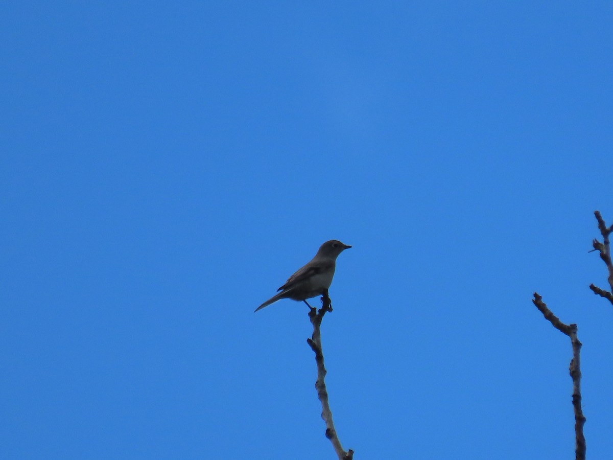 Townsend's Solitaire - ML623999920