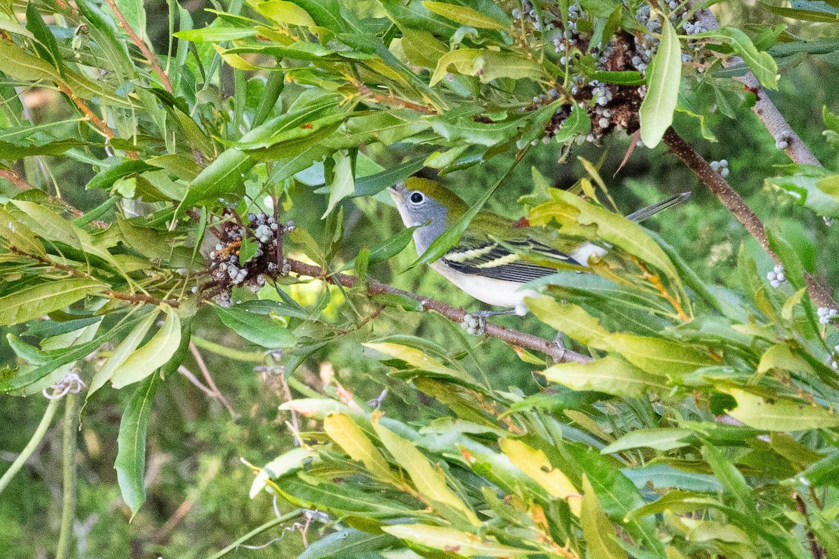 Chestnut-sided Warbler - Dana Miller