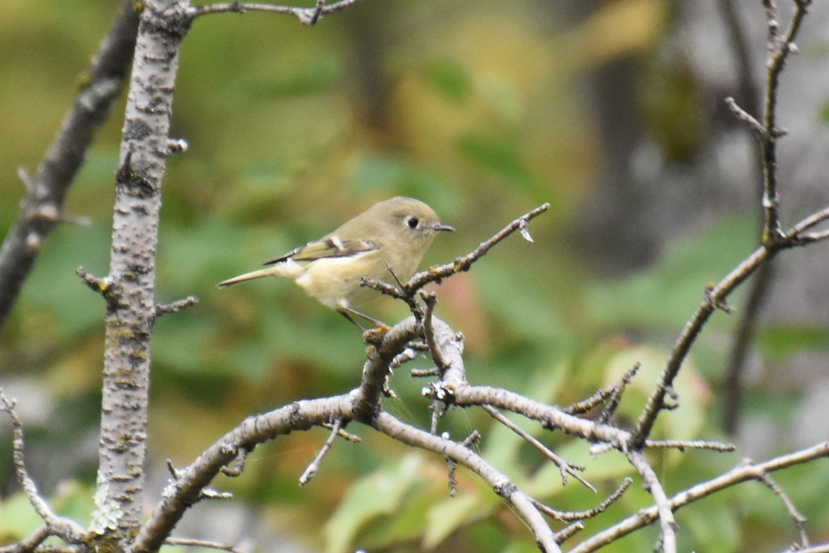 Ruby-crowned Kinglet - ML623999926