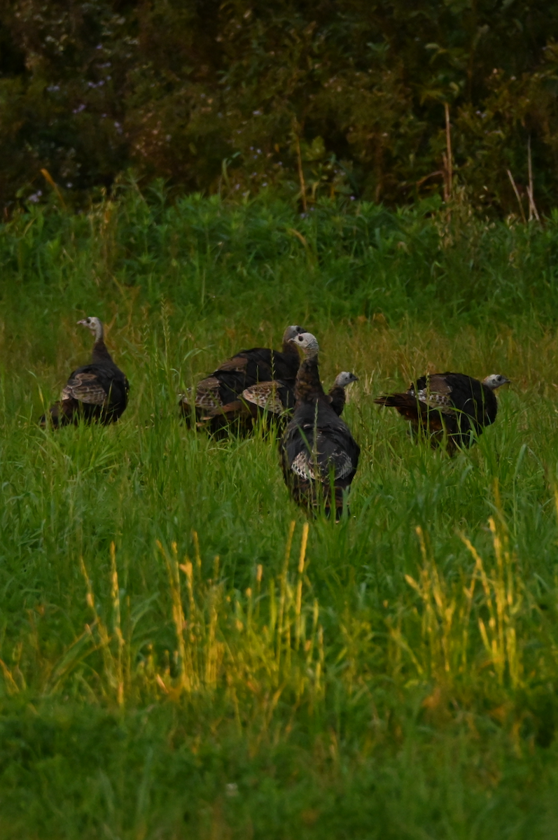 Wild Turkey - ML623999940