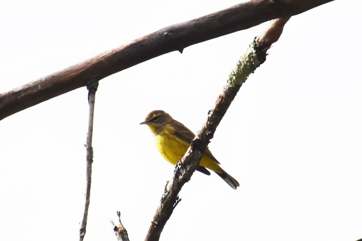 Palm Warbler (Yellow) - ML623999952