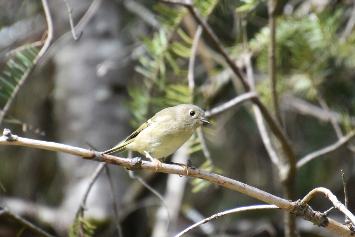 Ruby-crowned Kinglet - Valerie Burdette