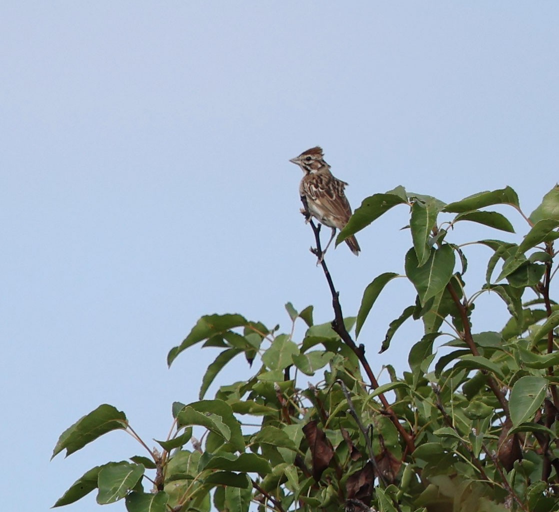 Lark Sparrow - David Gibson