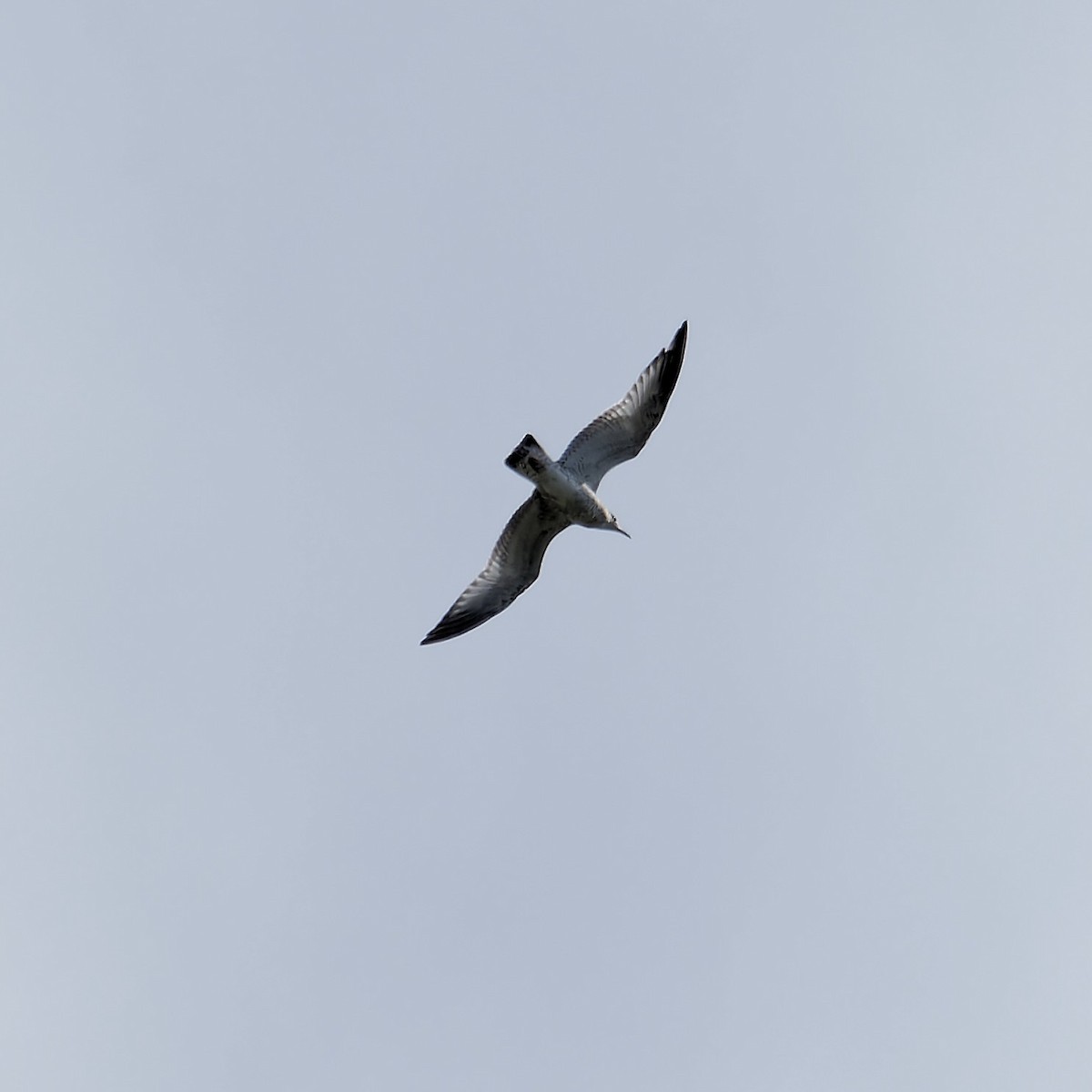 Ring-billed Gull - ML623999999