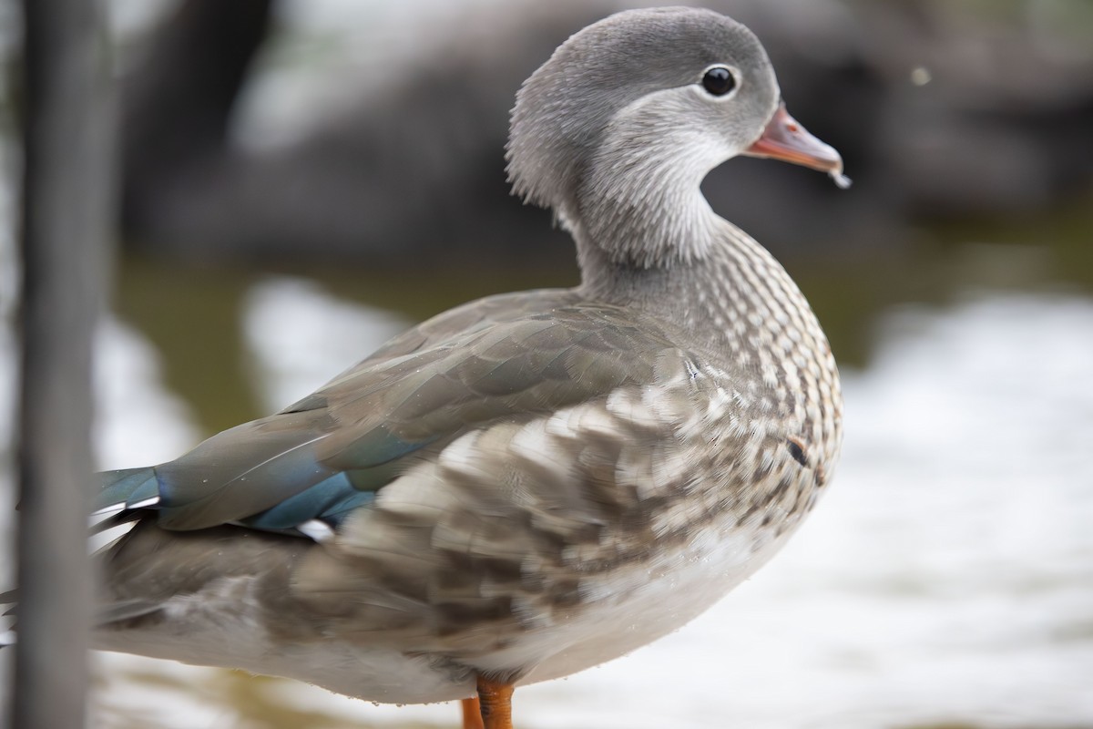 Pato Mandarín - ML624000004