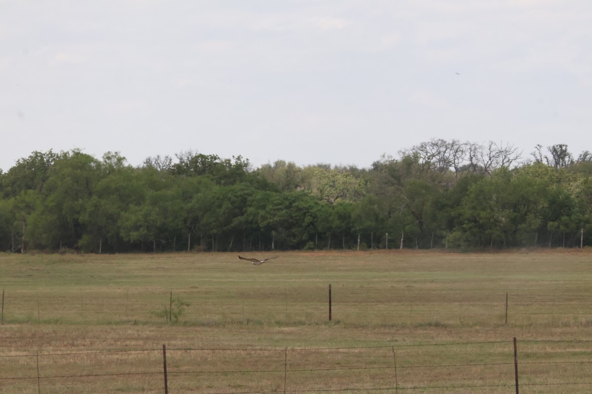 Swainson's Hawk - ML624000013