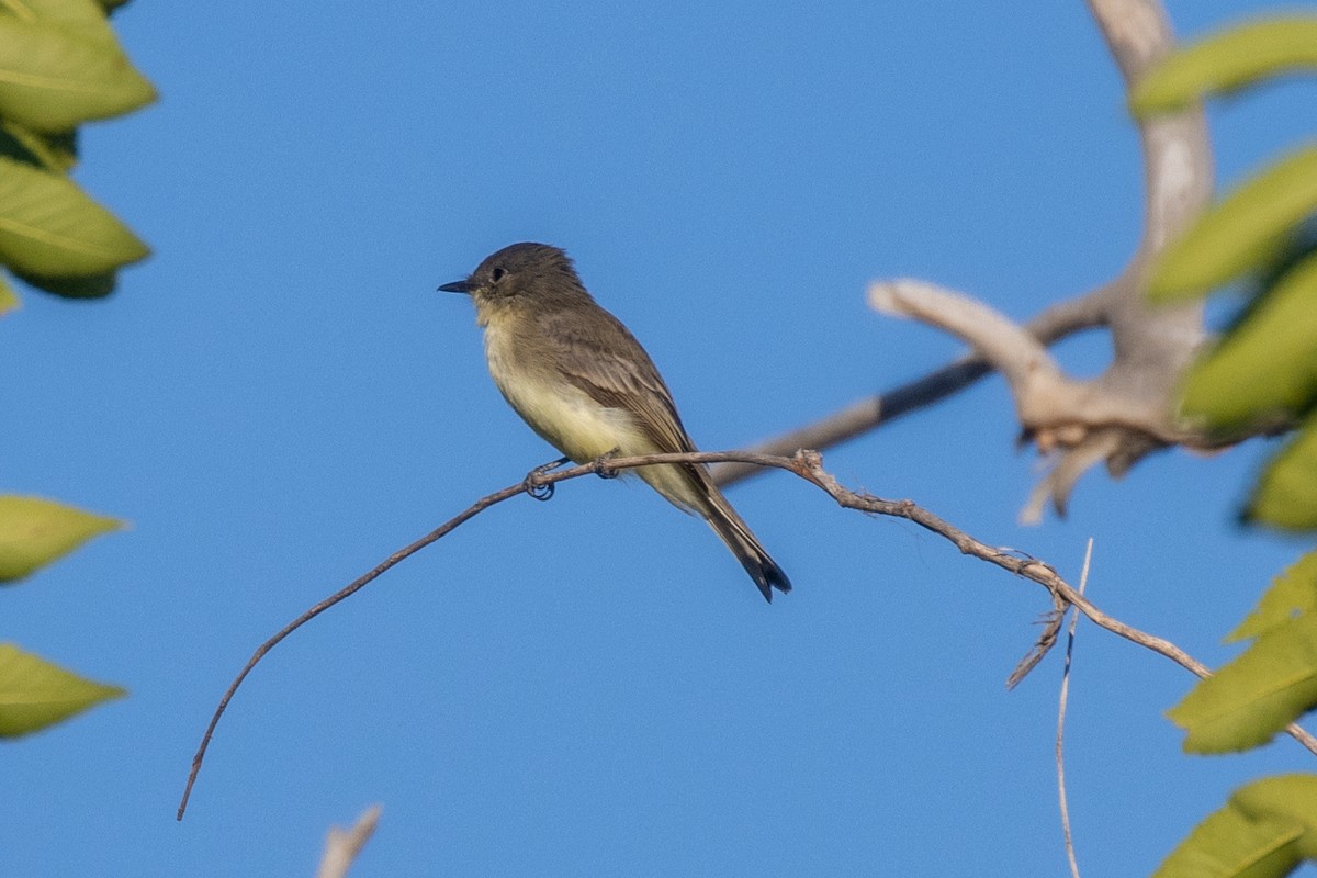 Eastern Phoebe - ML624000023