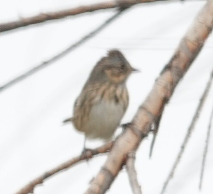 Lincoln's Sparrow - ML624000068