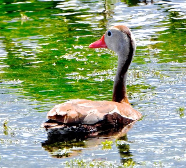 Black-bellied Whistling-Duck - ML624000102