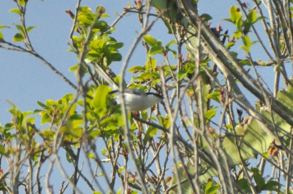 Yucatan Gnatcatcher - 🦜 Daniel Correia 🦜