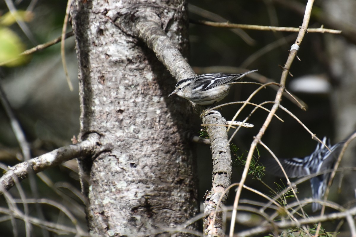 Black-and-white Warbler - ML624000107