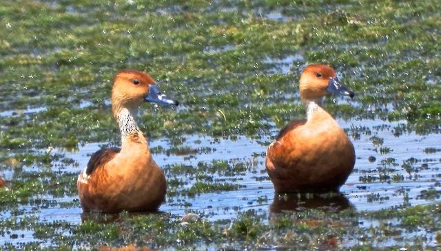 Fulvous Whistling-Duck - ML624000110