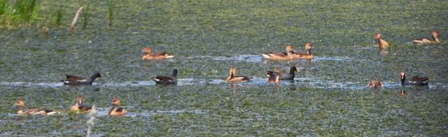 Fulvous Whistling-Duck - ML624000111