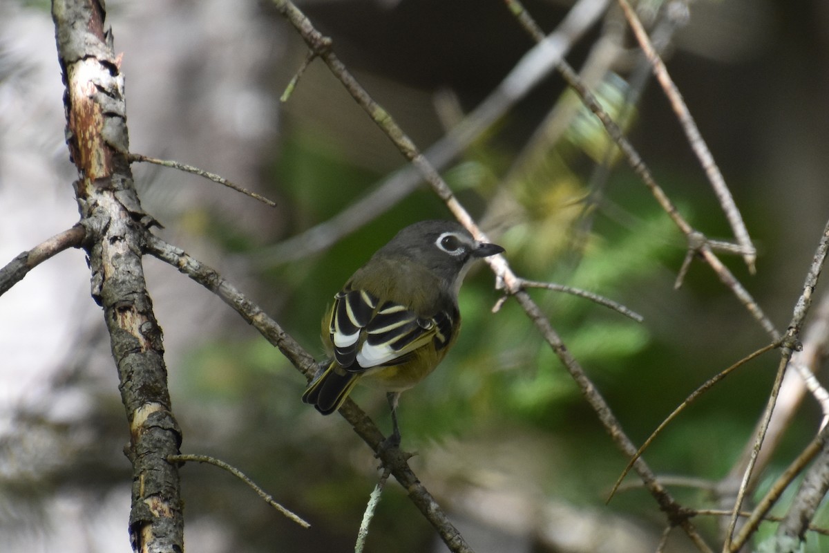 Vireo Solitario - ML624000117