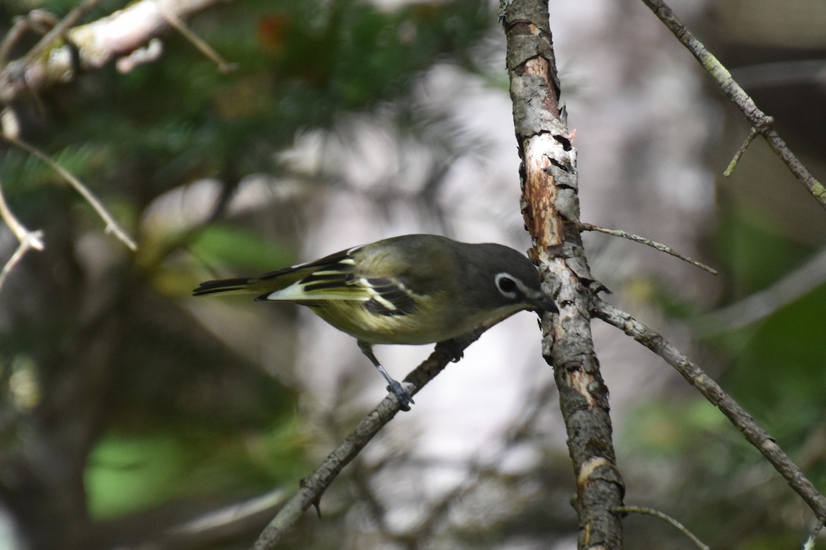 Vireo Solitario - ML624000118