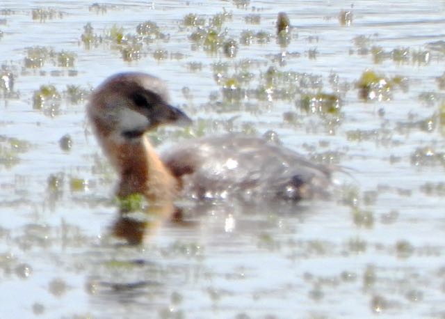 Pied-billed Grebe - ML624000120