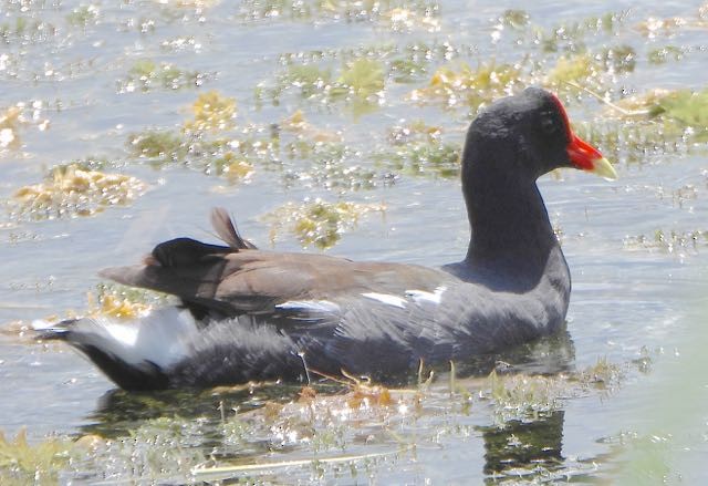 Common Gallinule - ML624000130