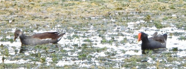 Common Gallinule - ML624000131