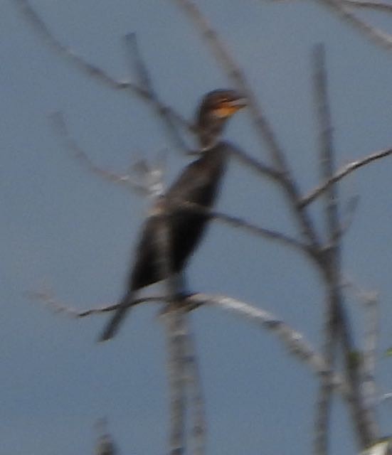 Double-crested Cormorant - ML624000149