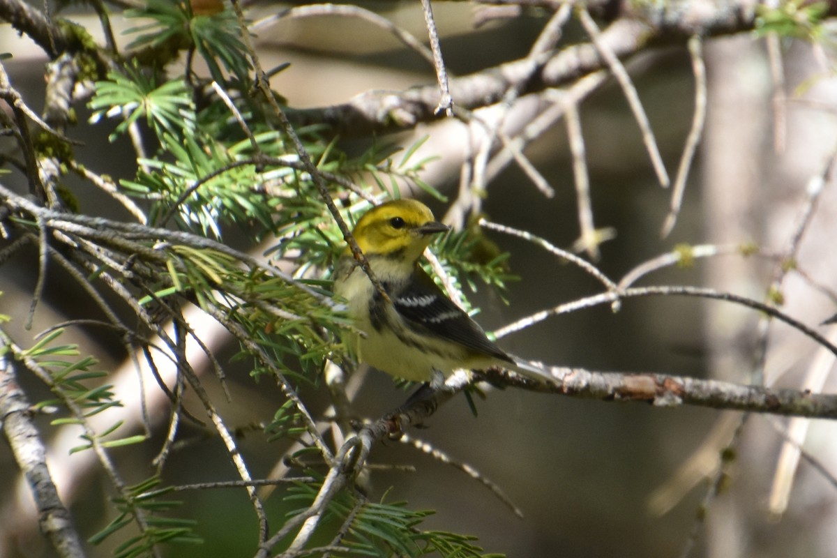 Black-throated Green Warbler - ML624000151