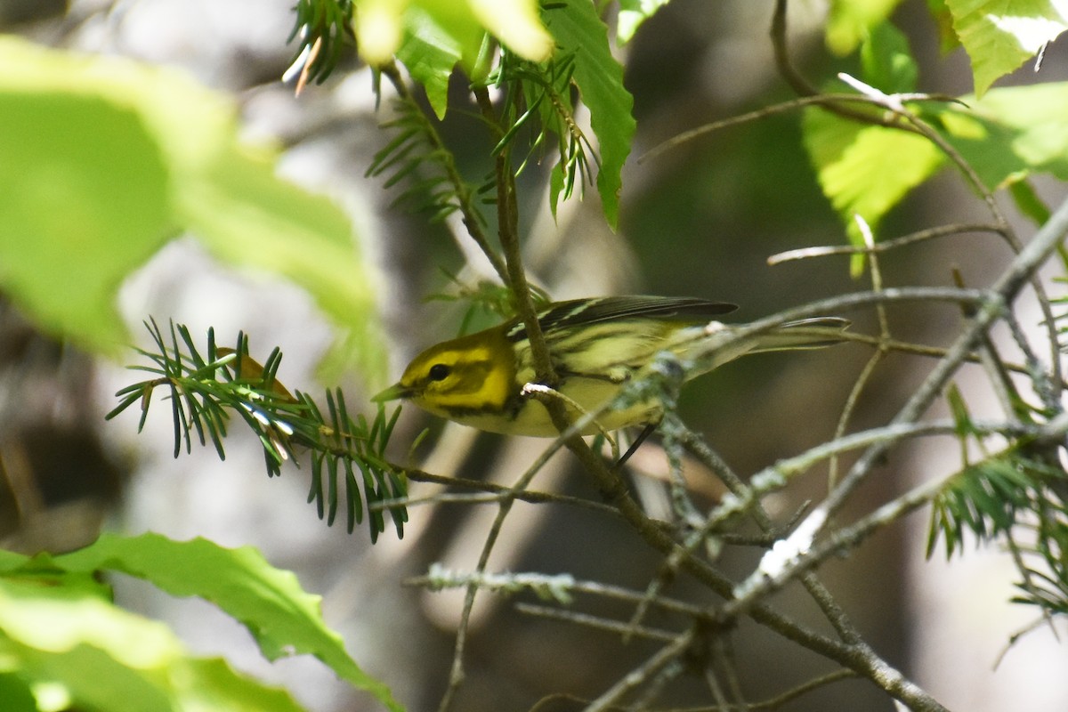 Black-throated Green Warbler - ML624000152