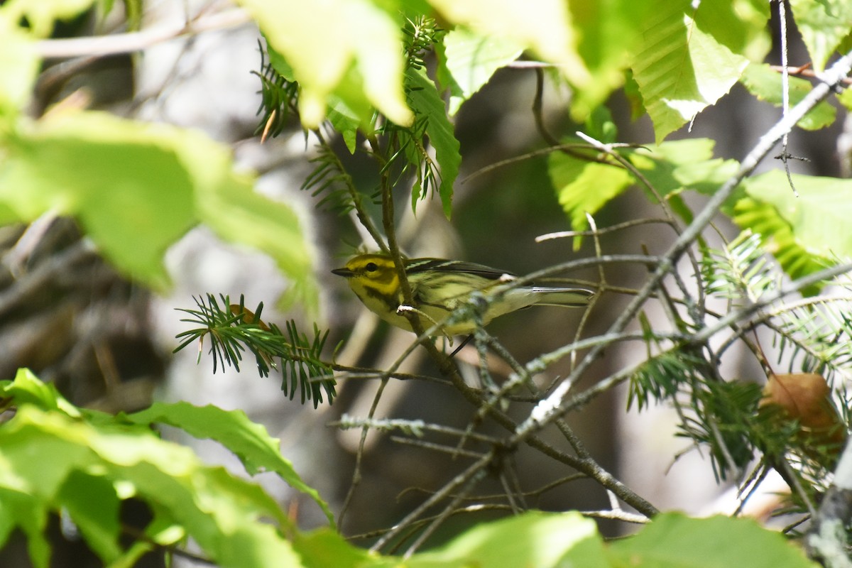 Black-throated Green Warbler - ML624000155