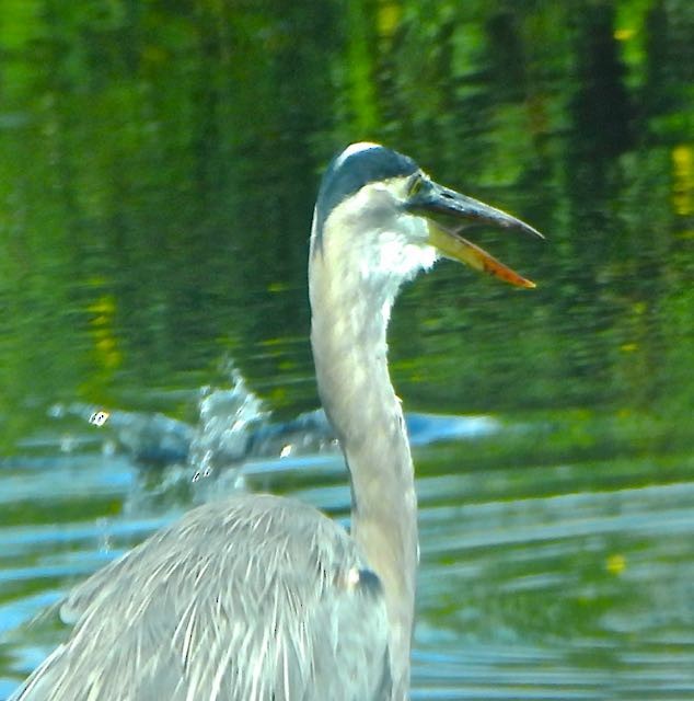 Great Blue Heron - ML624000169