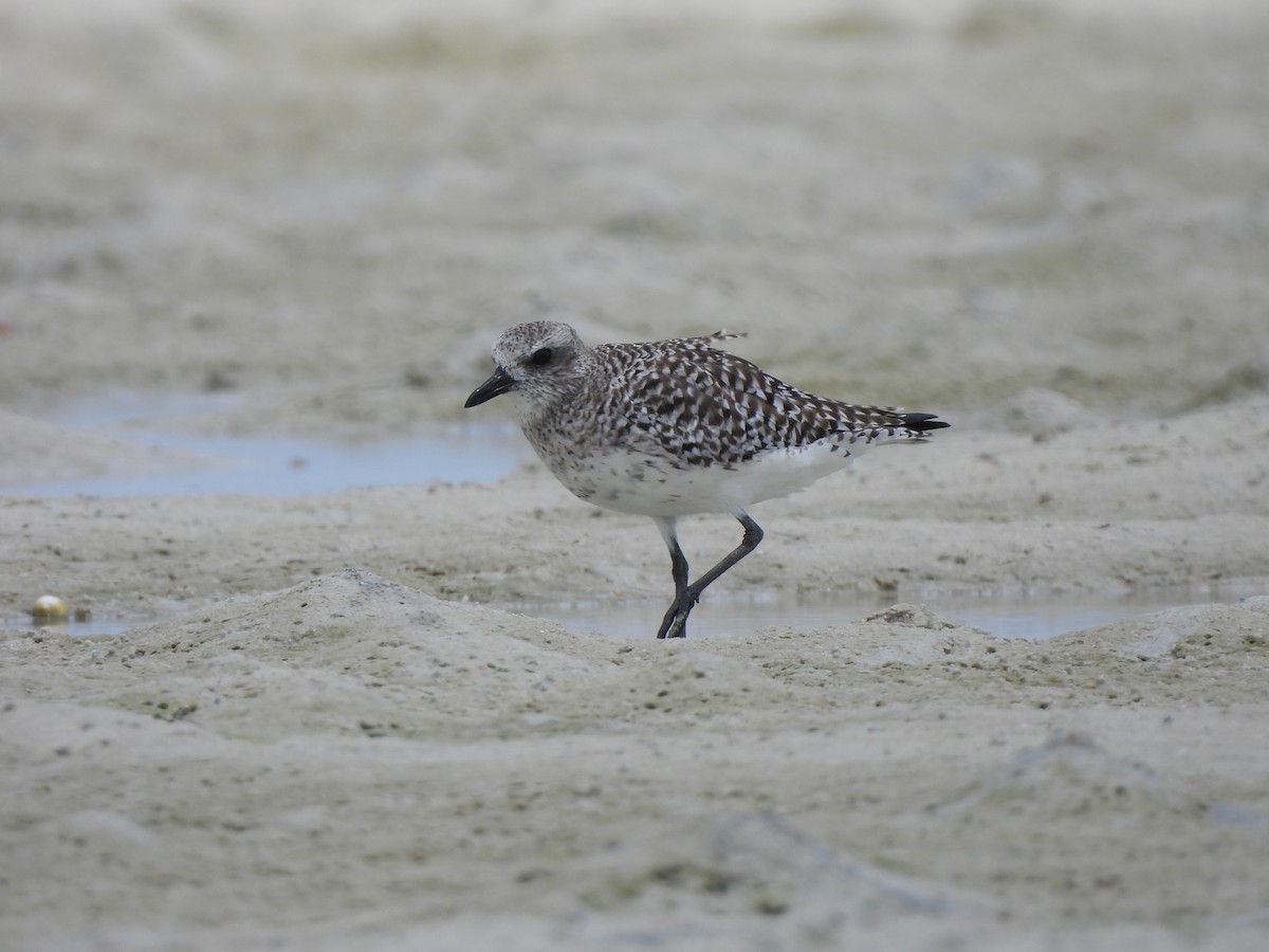 Black-bellied Plover - Adrián Colino Barea
