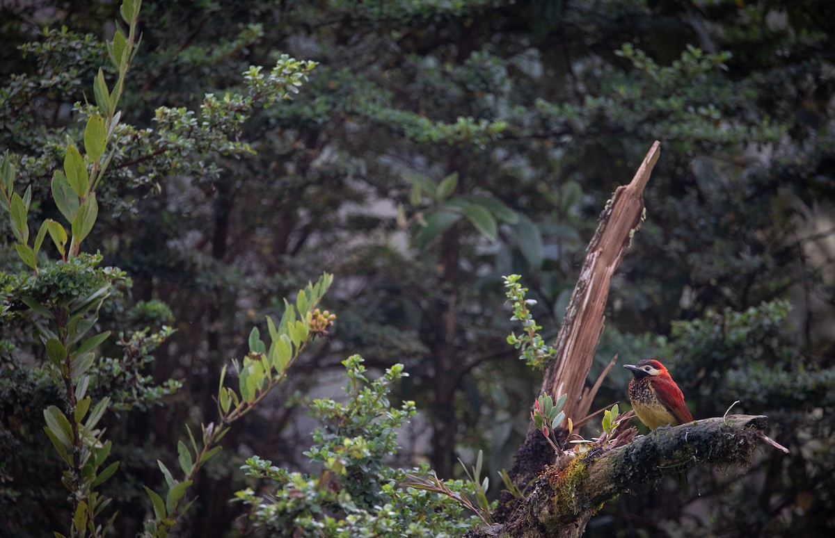 Crimson-mantled Woodpecker - ML624000198