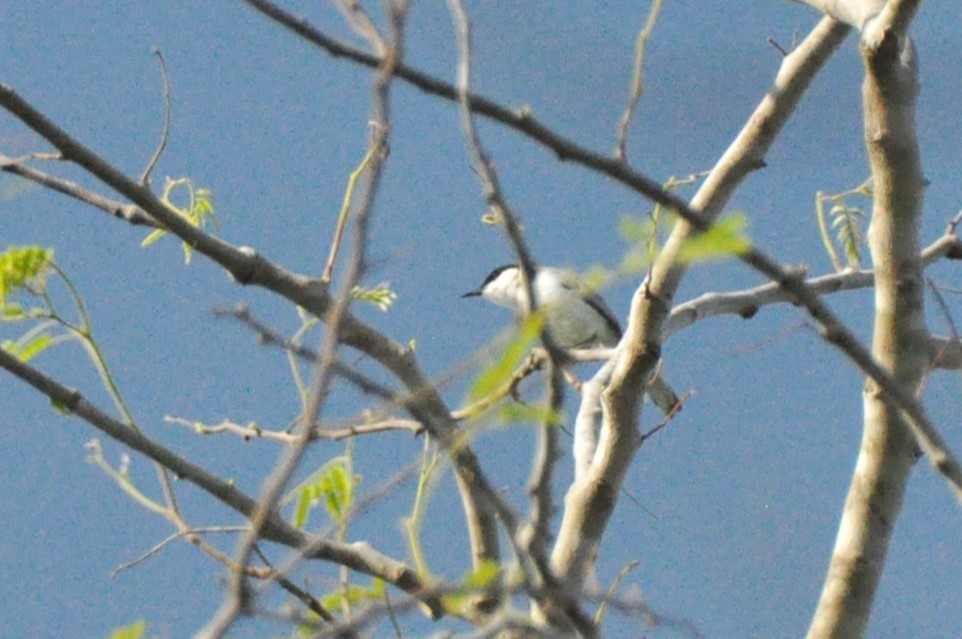 Yucatan Gnatcatcher - ML624000223