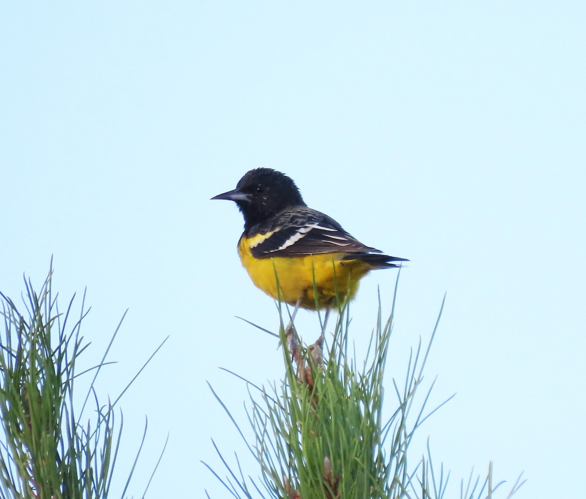 Scott's Oriole - ML624000243