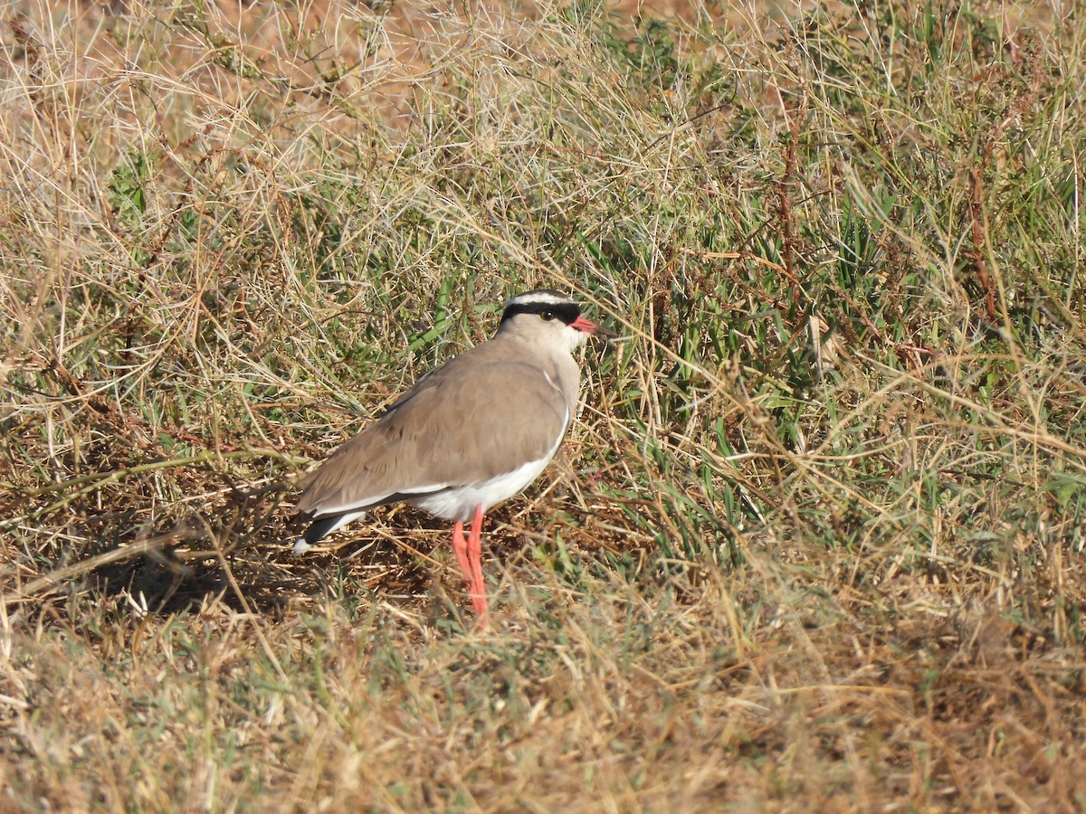 Crowned Lapwing - Adrián Colino Barea