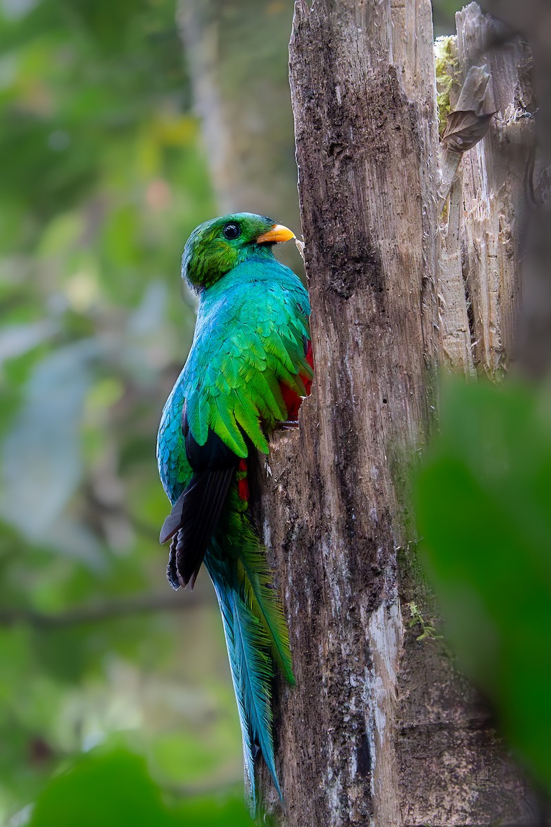 White-tipped Quetzal - ML624000263