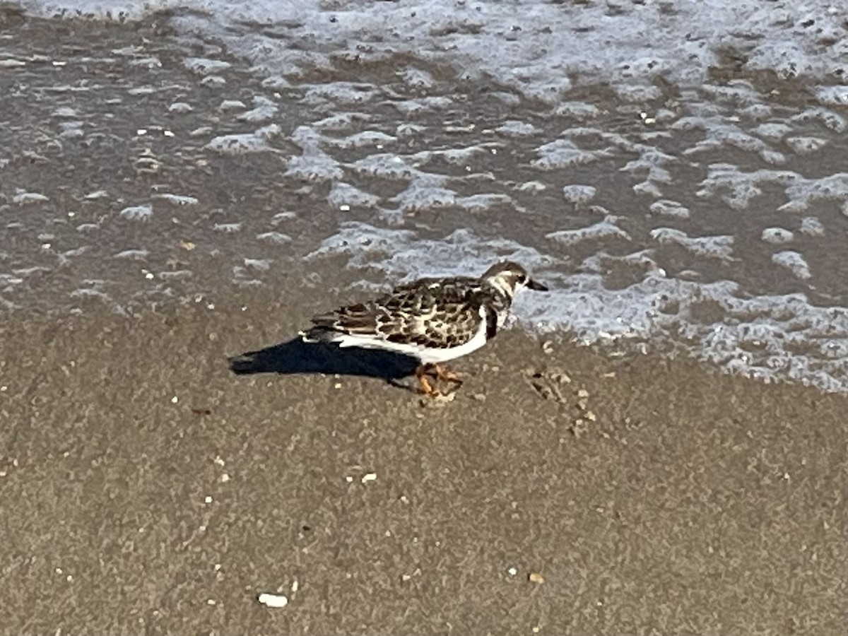 Ruddy Turnstone - ML624000264