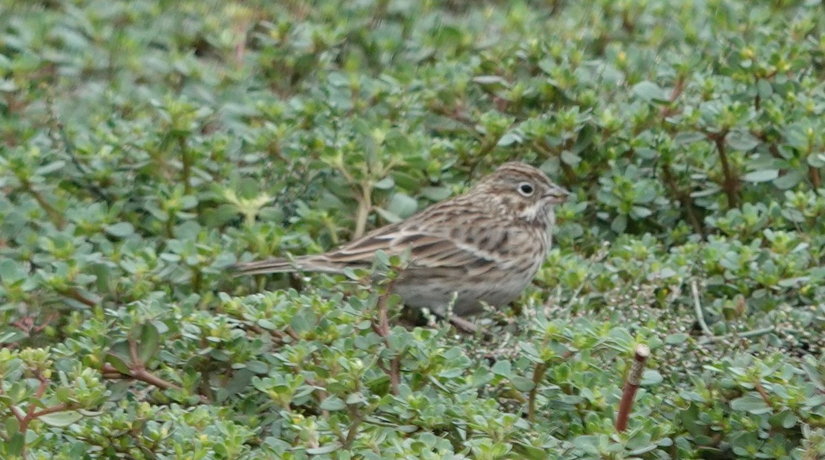 Vesper Sparrow - ML624000282