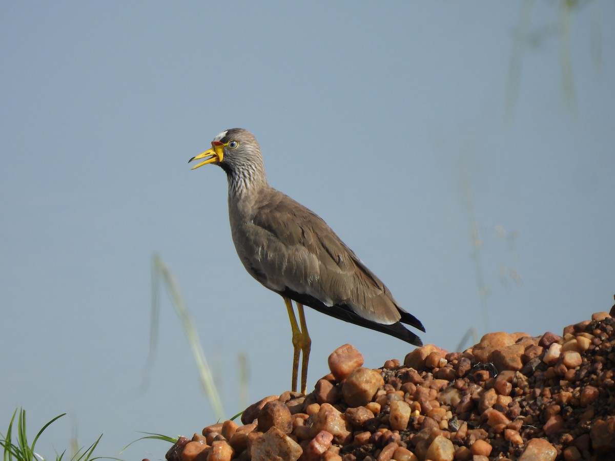 Wattled Lapwing - Adrián Colino Barea