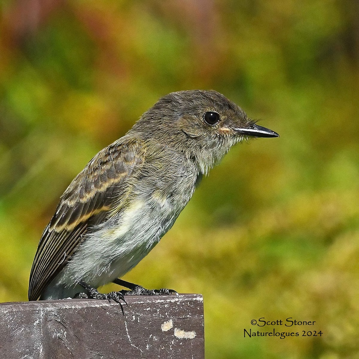 Eastern Phoebe - ML624000311