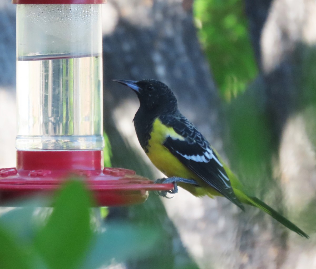 Scott's Oriole - ML624000312