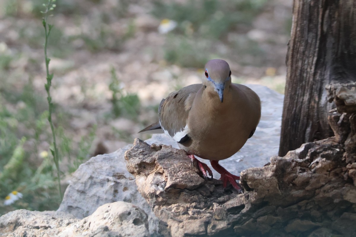 White-winged Dove - Julia Nadeau Gneckow