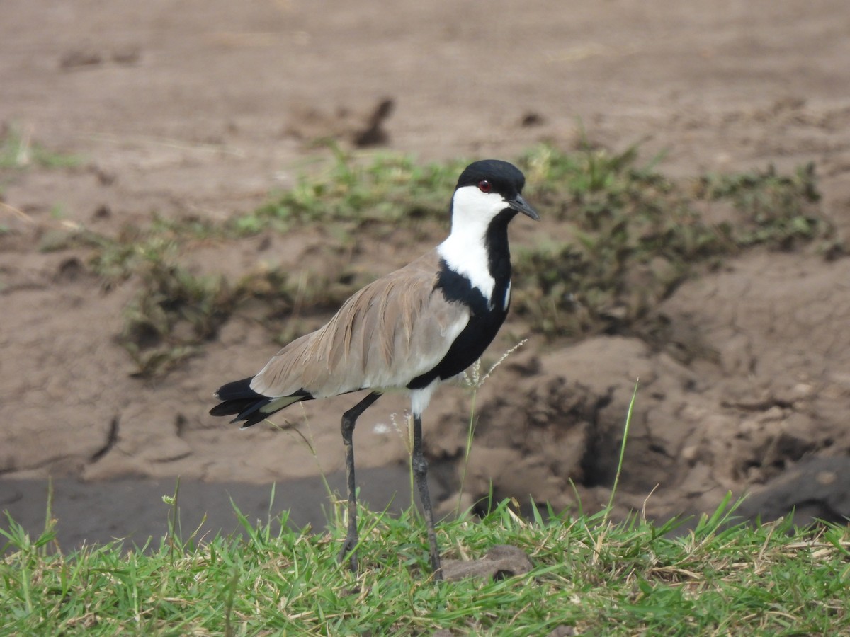 Spur-winged Lapwing - Adrián Colino Barea
