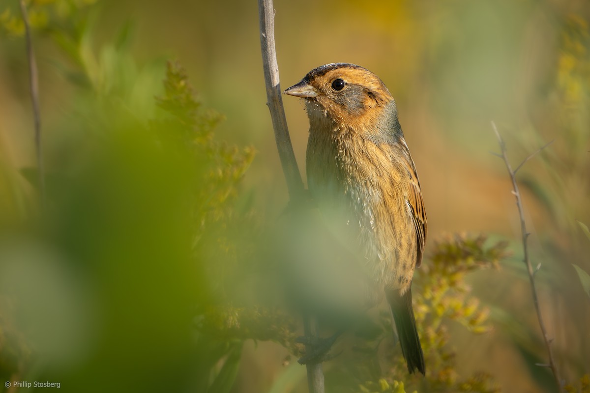 Nelson's Sparrow - ML624000364