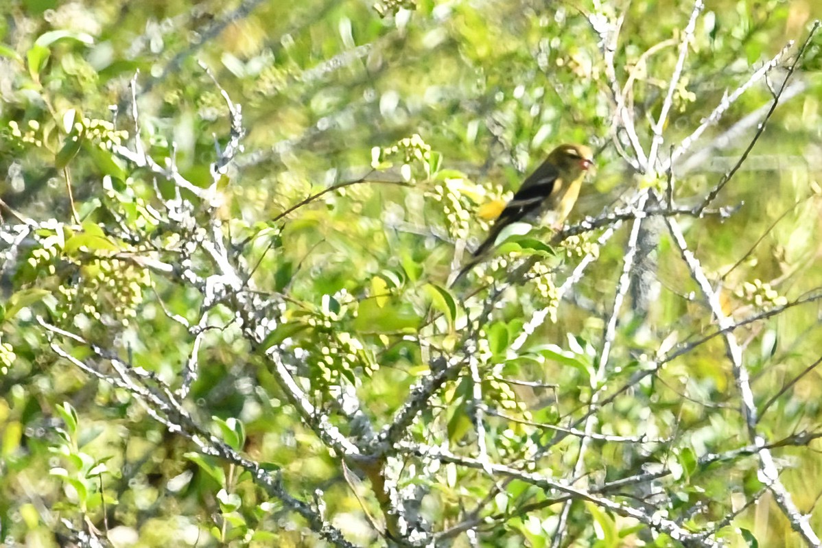 American Goldfinch - ML624000368