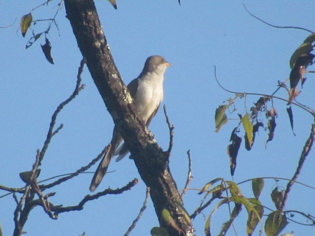 Yellow-billed Cuckoo - ML624000386