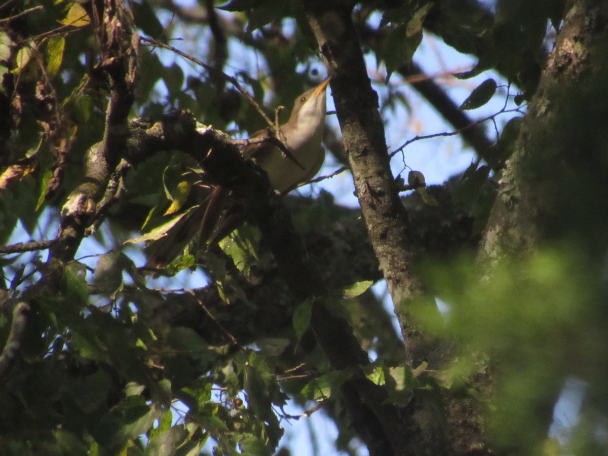 Yellow-billed Cuckoo - ML624000388