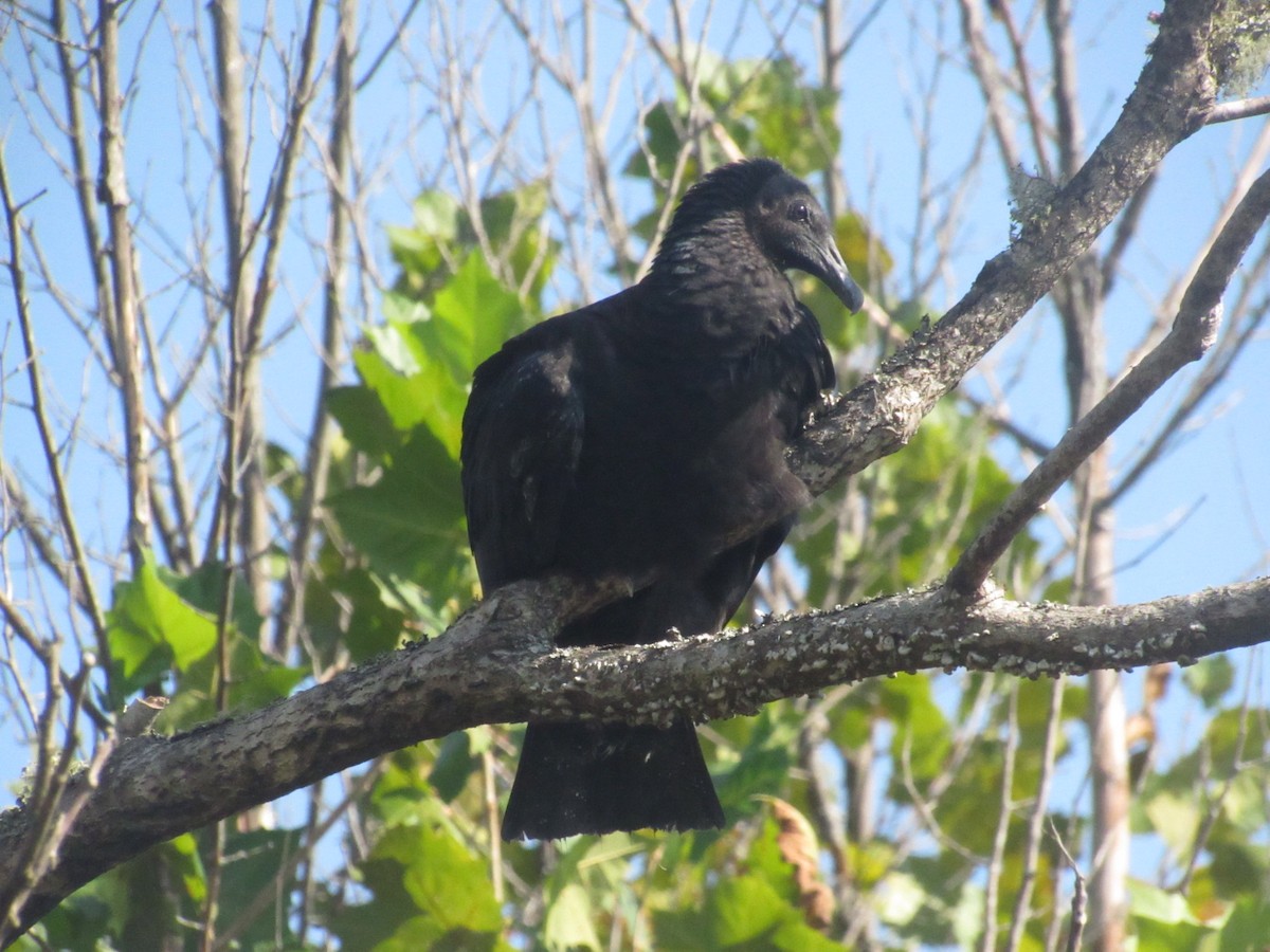 Black Vulture - ML624000391