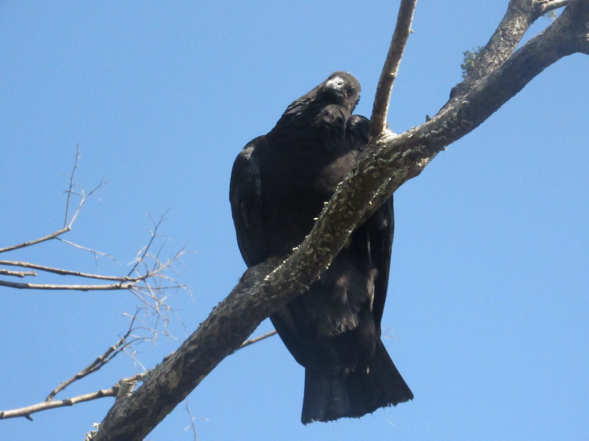 Black Vulture - ML624000393