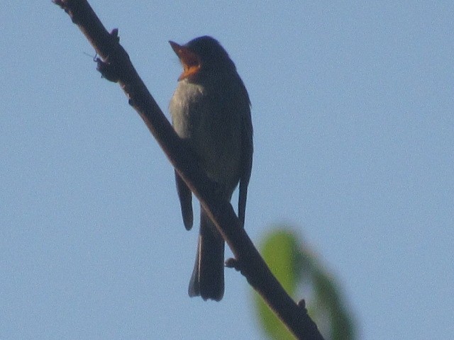 Eastern Wood-Pewee - ML624000403