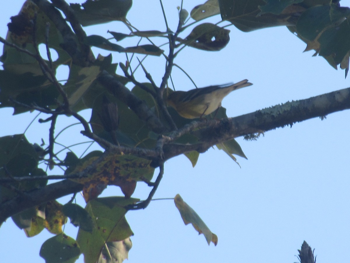 Pine Warbler - ML624000411