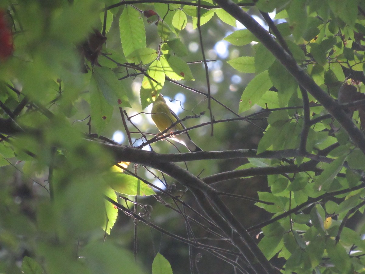 Magnolia Warbler - ML624000432